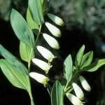 Polygonatum odoratum (Orvosi salamonpecsét)