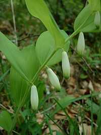 Polygonatum odoratum 'Pruhonice' (Orvosi salamonpecsét)