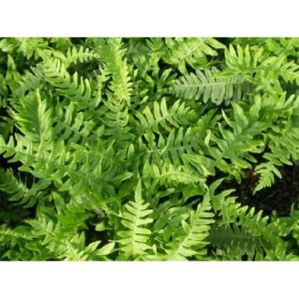 Polypodium vulgare – Közönséges édesgyökerű páfrány