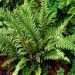 Polystichum 'Shiny Holy Fern'