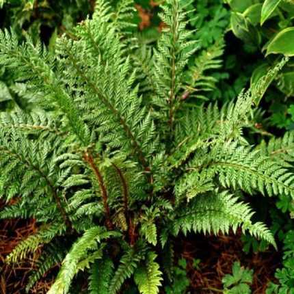 Polystichum 'Shiny Holy Fern'