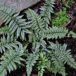 Polystichum luctuosum