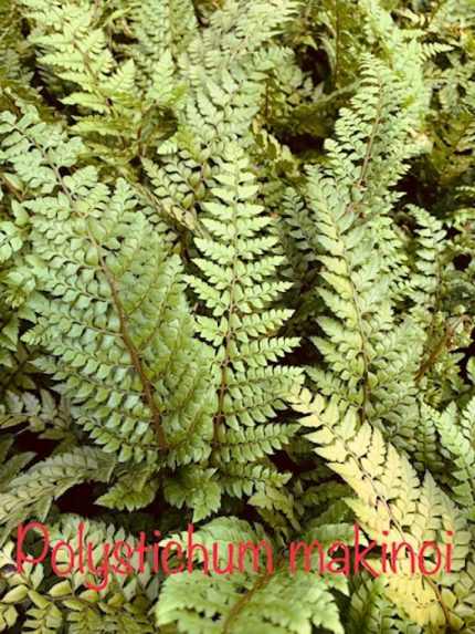 Polystichum makinoi