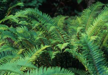 Polystichum munitum