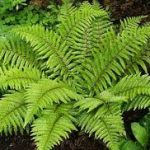 Polystichum polyblepharum – Vesepáfrány