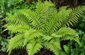 Polystichum polyblepharum – Vesepáfrány