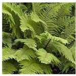 Polystichum setiferum 'Herrenhausen' - Díszes vesepáfrány