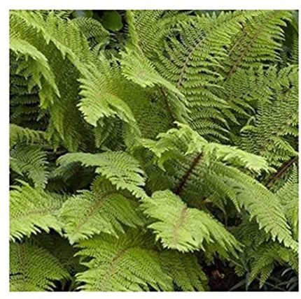 Polystichum setiferum 'Herrenhausen' - Díszes vesepáfrány