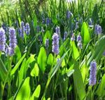 Pontederia Lanceolata