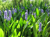 Pontederia Lanceolata