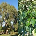 Populus simonii -