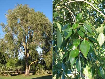 Populus simonii -