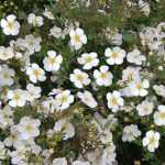 Potentilla fruticosa 'Abbotswood' - Fehér virágú cserjés pimpó