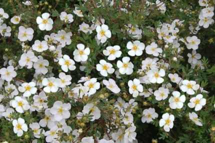 Potentilla fruticosa 'Abbotswood' - Fehér virágú cserjés pimpó
