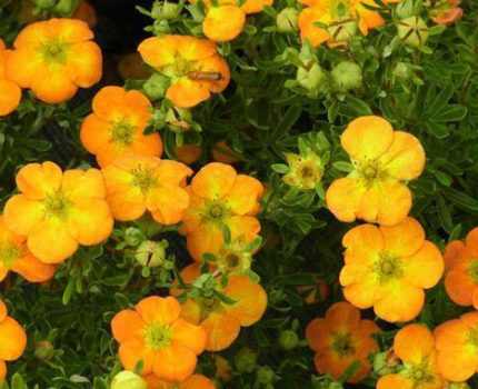 Potentilla fruticosa 'Bella Apple'® - Narancsos-sárga virágú pimpó