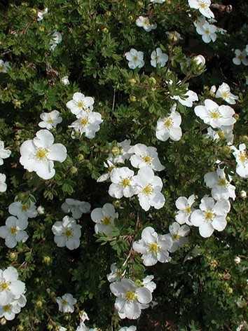 Potentilla fruticosa 'Bella Bianca'® - Fehér kisvirágú pimpó