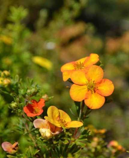 Potentilla fruticosa 'Bella Sol'®  - Narancsos-sárga virágú pimpó