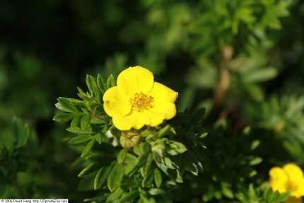 Potentilla fruticosa 'Goldfinger' -