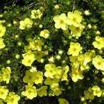 Potentilla fruticosa 'Goldstar' - Sárga virágú cserjés pimpó