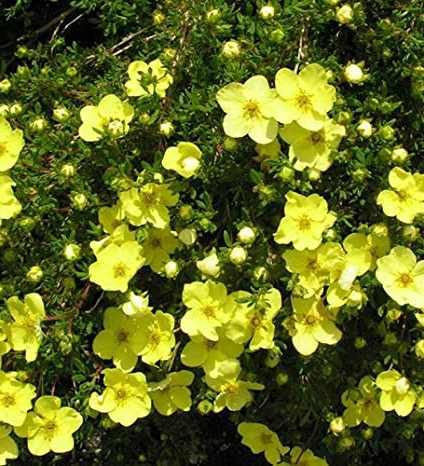 Potentilla fruticosa 'Goldstar' - Sárga virágú cserjés pimpó
