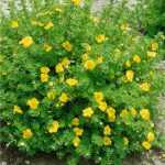 Potentilla fruticosa 'Kobold' - Sárga virágú