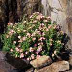 Potentilla fruticosa 'Lovely Pink'® - Rózsaszín virágú cserjés pimpó
