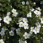Potentilla fruticosa 'McKay's White' - Kis fehér virágú pimpó