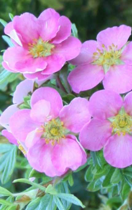 Potentilla fruticosa 'Pink Paradise'® - Rózsaszín féltelt kisvirágú pimpó