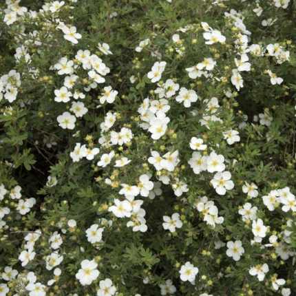 Potentilla fruticosa 'Primrose Beauty' - Világossárga virágú cserjés pimpó