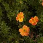 Potentilla fruticosa 'Red Ace' -