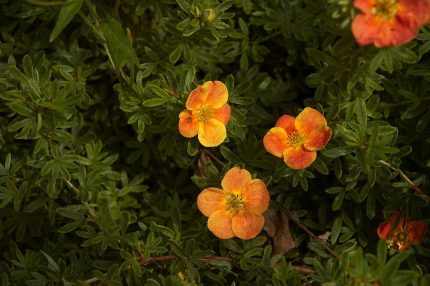 Potentilla fruticosa 'Red Ace' -