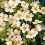 Potentilla fruticosa 'Snowflake' - Fehér virágú cserjés pimpó
