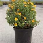 Potentilla fruticosa 'Tangerine' - Narancssárga virágú cserjés pimpó