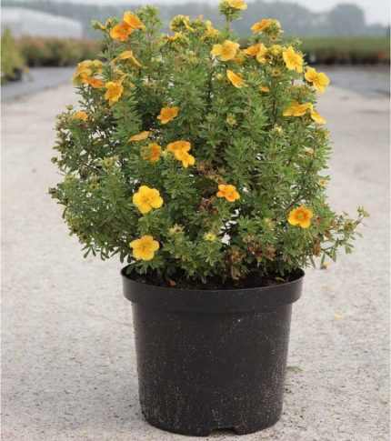 Potentilla fruticosa 'Tangerine' - Narancssárga virágú cserjés pimpó
