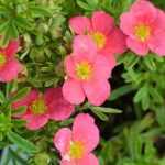 Potentilla fruticosa 'Bellissima '® - Rózsaszín virágú pimpó