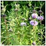 Preslia Cervina Angol menta kerti tavi növény