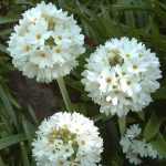 Primula denticulata var. alba (Gömbös kankalin)