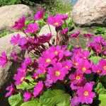 Primula  'Wanda' (Kankalin)