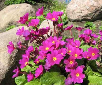 Primula  'Wanda' (Kankalin)