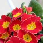 Primula  'Wanda Tomato Red' (Kankalin)