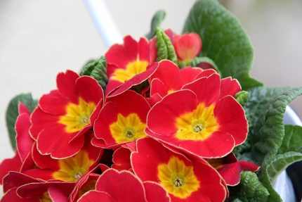 Primula  'Wanda Tomato Red' (Kankalin)
