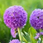 Primula denticulata 'Blue Selection' (Gömbös kankalin)