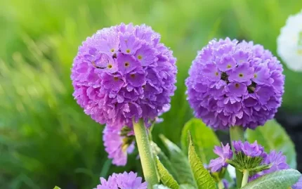 Primula denticulata 'Blue Selection' (Gömbös kankalin)
