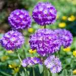 Primula denticulata 'Corolla Blue' (Gömbös kankalin)