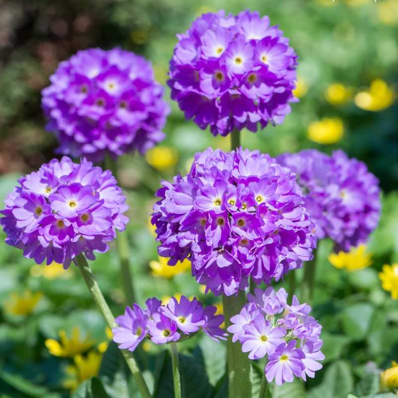 Primula denticulata 'Corolla Blue' (Gömbös kankalin)