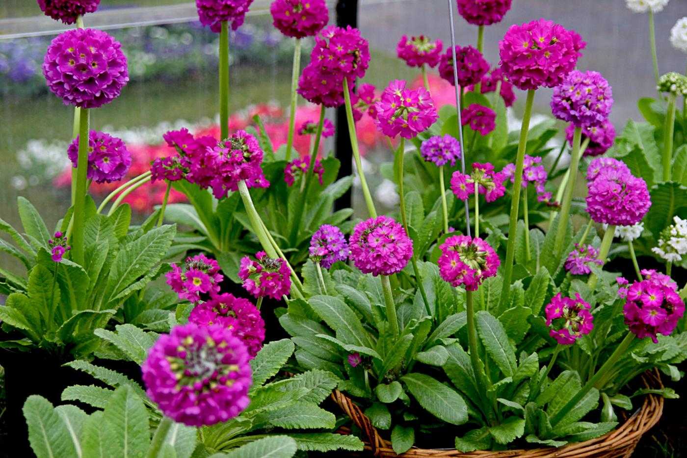 Primula denticulata 'Corolla Deep Rose' (Gömbös kankalin)