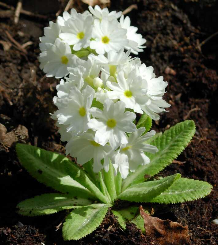 Primula denticulata 'Corolla White' (Gömbös kankalin)