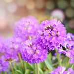 Primula denticulata 'Prom Lilac' (Gömbös kankalin)
