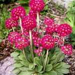 Primula denticulata 'Rubin Selection' (Gömbös kankalin)
