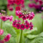 Primula japonica 'Miller's Crimson' (Japán kankalin)